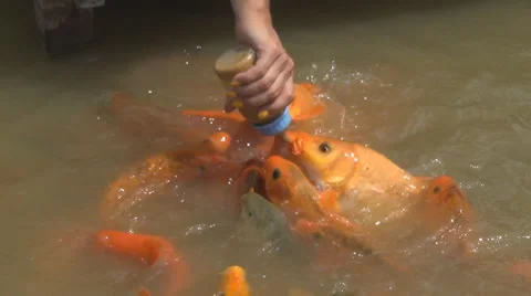 Hungry fish eats food from bottle. a lot of fish in the pond. Girl feeding fish. Stock Footage 62741869