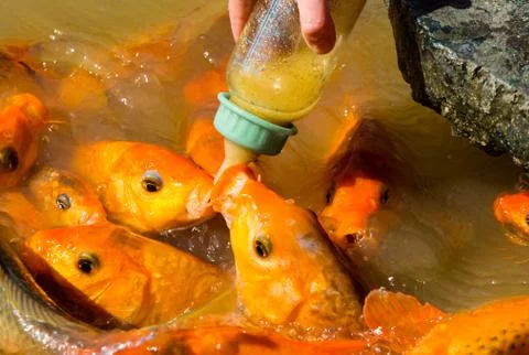Hungry fish eats food from bottle. a lot of fish in the pond. Girl feeding fish. Foto stock