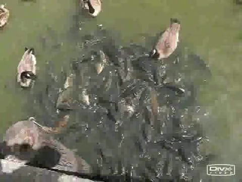 Hungry fish  Stock Footage 385679