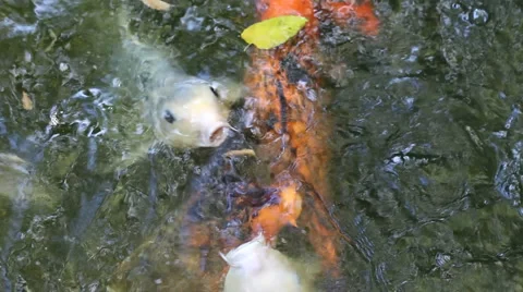 Hungry fish Stock Footage 3678536