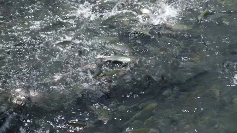 Hungry fish got to the feeder Stock Footage 135933799