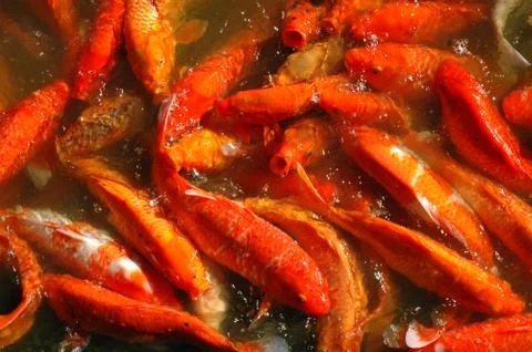 Hungry Fish Stock-Fotos