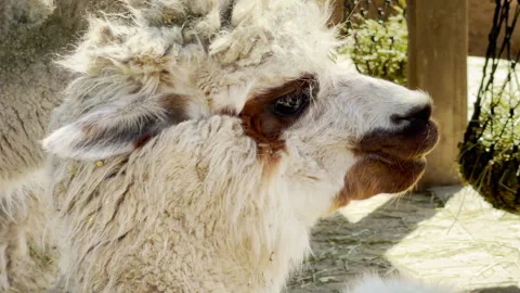 Hungry Fluffy Alpacas Grinding Teeth Joyfully in a Sunny Outdoor Zoo Pen Stock Footage 333767860