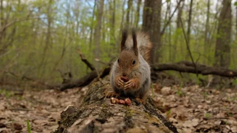 Hungry fluffy squirrel found bunch of ripe nuts on log in forest and eats them. Vídeos de archivo 189909378