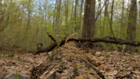 Hungry fluffy squirrel found bunch of ripe nuts on log in forest and eats them. Stock Footage 193344094