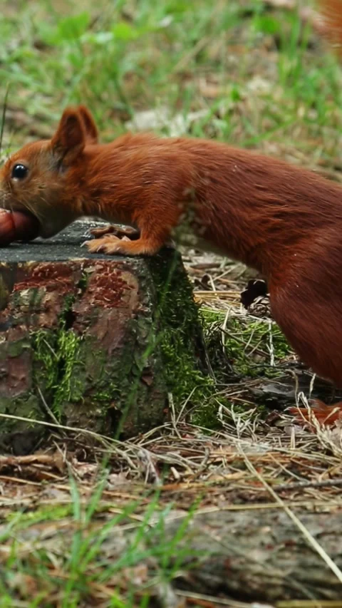 Hungry fluffy squirrel runs to stump and grabs forest nut Stock Footage 313291570