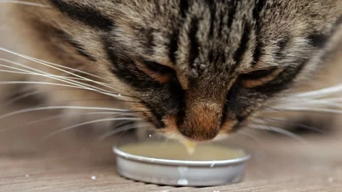 Hungry fluffy tabby cat drinks milk from little metal lid 스톡 동영상 220245256