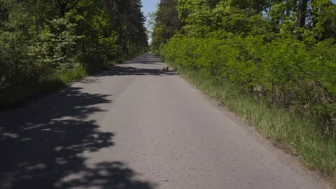 Hungry fox walking in the middle of the road in the forest with some food Stock Footage 111491139