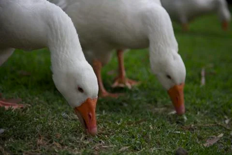 Hungry Geese Stock Photos