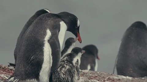 Hungry Gentoo Penguin Chicks Begging Parent for Food, Elephant Island Stock Footage 332569659