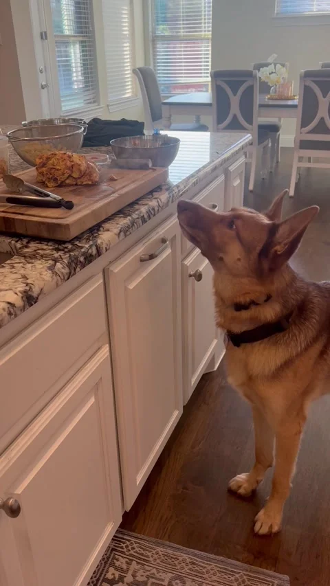 Hungry German Shepherd Pup Chomps At Steam From Food, Allen, Texas, USA - 08 Sep Stock Footage 345529440