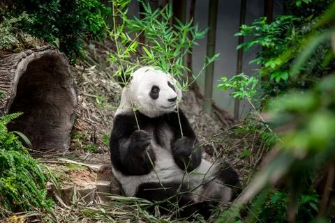 Hungry giant panda 写真素材