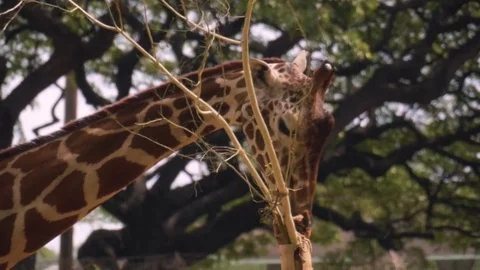 Hungry Giraffe Eats Leaves off Tree in a Zoo Close Up Stock Footage 76440260