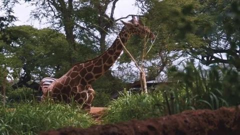 Hungry Giraffe Eats Leaves off Tree in a Zoo Wide Shot Stock Footage 76440261
