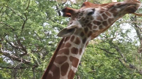 Hungry Giraffe Stock Footage 8085395