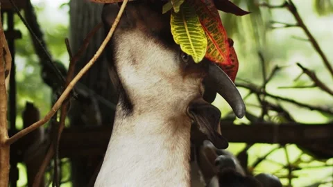 Hungry Goat eating leaf Video stock 135540009