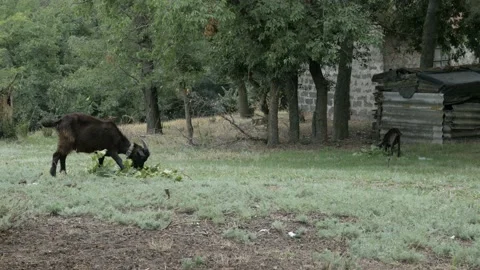 Hungry goat eats young leaves Stock Footage 94753318