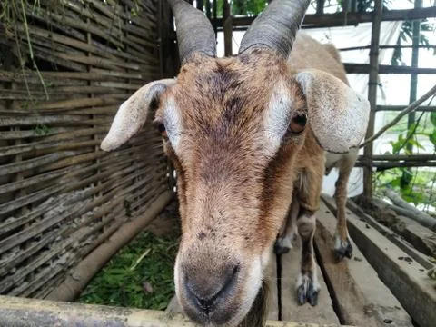 Hungry Goat effected during Lockdown. Stock Photos