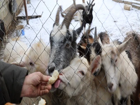 Hungry goats eating bread from hand snow winter Stock Footage 85109853