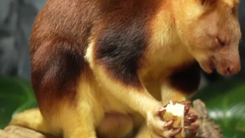 A hungry goodfella tree kangaroo Stock-Footage 296549753