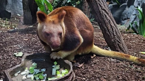 A hungry goodfella tree kangaroo Stock Footage 296555703