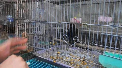 Hungry Gracula Stock Footage 50302256