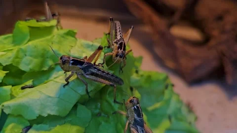 Hungry grasshoppers Stock Footage 294825576