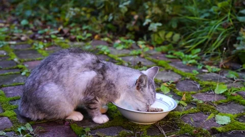 Hungry gray cat eats food from a plate in the yard Stock Footage 162759315