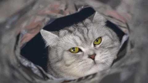 A hungry gray cat looks into a pack of chips. The muzzle of a cat is large. View Stock Footage 232733790