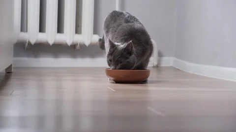 A hungry gray cat walks around bowl and waits for food. Stock Footage 200646939