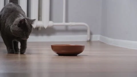 A hungry gray cat walks around bowl and waits for food. Stock Footage 201218000