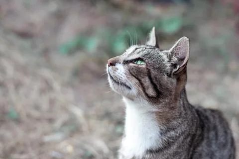 Hungry gray striped stray cat Stock Photos