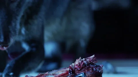 Hungry gray wolf eating meat at night 库存影片 67554508