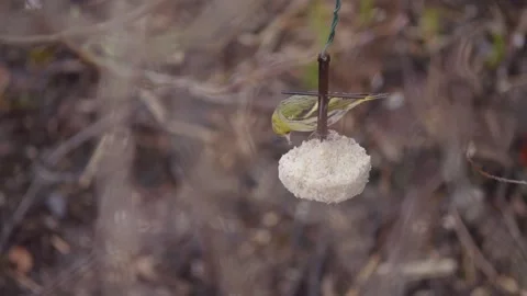 Hungry Greenfinch Eats from Suet Feeder in Forest, Winter Feeding Concept Vídeo Stock 344312463