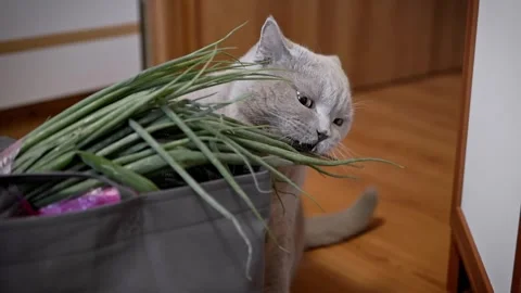 Hungry Grey Cat Chewing On Fresh Green Onions From Grocery Bag 库存影片 330116846