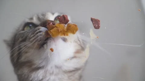 Hungry Grey Cat Devours Wet Food Slowmotion Stock Footage 317677264