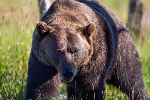 A hungry grizzly bear Stock Photos