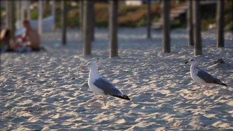 Hungry gull on the beach looking for food finds and eats. Slow motion Stock Footage