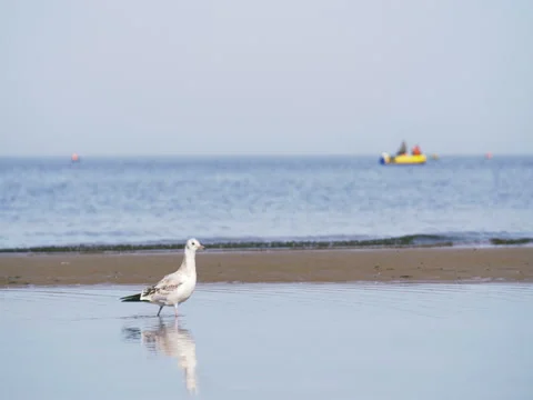 Hungry gull extract molluscs on sea shore Stock Footage 80723783