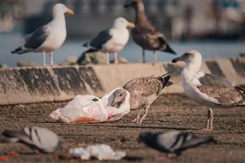 A hungry gull finds itself with a plastic bag around its neck Stock Photos