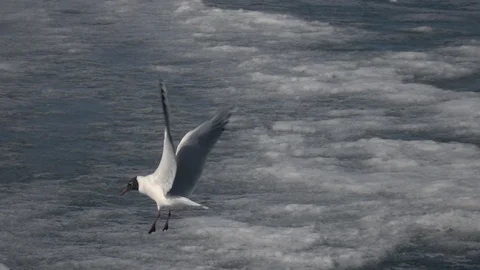 Hungry gull flying up to pigeons, taking off piece of bread and flying away Vidéo 91661393