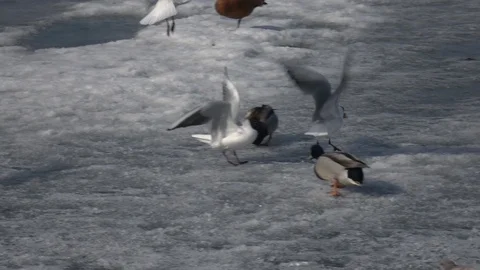 Hungry gull taking off piece of bread from ducks and flying away in slow motion Vídeo Stock 89082772