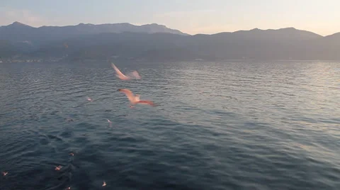 Hungry gulls Video stock 30673489