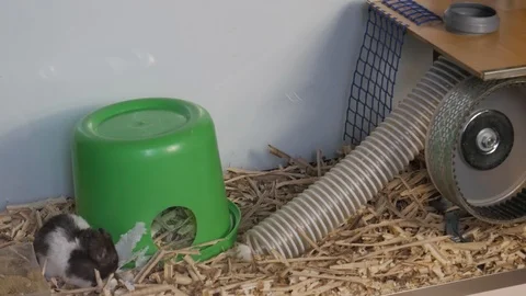 Hungry Hamster Eats Napkins, Hamster Picks up Food in his Mouth Stock Footage 127437380