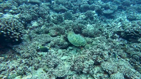 Hungry Hawksbill sea turtle patterned shell and fins eating coral reef on Stock Footage 332262375