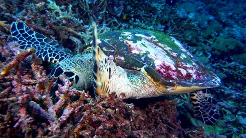 Hungry Hawksbill Turtle Video stock 96209825