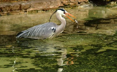 Hungry Heron Stock Photos