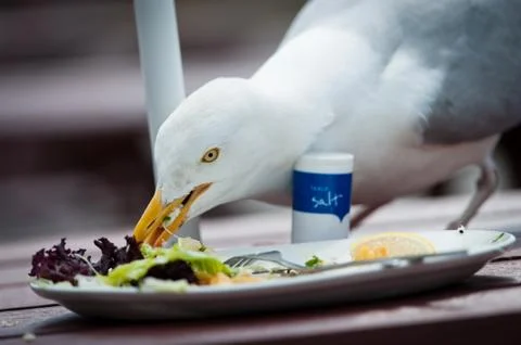 Hungry Herring Gull Stock Photos