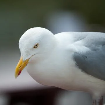 Hungry Herring Gull Stock Photos