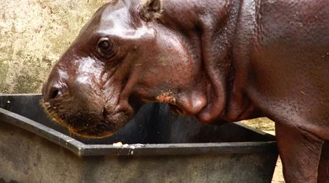 Hungry Hippo. Stock Footage 63045407